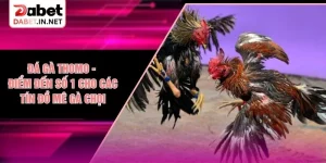 Đá Gà Thomo - Điểm Đến Số 1 Cho Các Tín Đồ Mê Gà Chọi